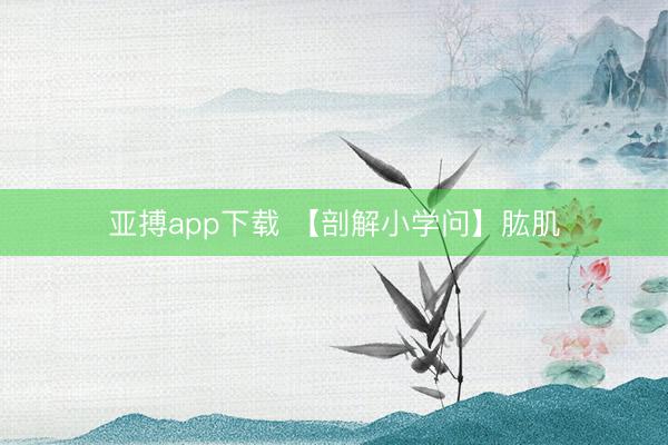亚搏app下载 【剖解小学问】肱肌