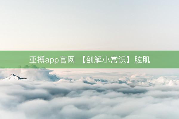 亚搏app官网 【剖解小常识】肱肌