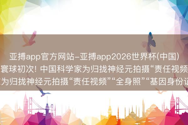 亚搏app官方网站-亚搏app2026世界杯(中国)IOS/Android官方下载 寰球初次! 中国科学家为归拢神经元拍摄“责任视频”“全身照”“基因身份证”